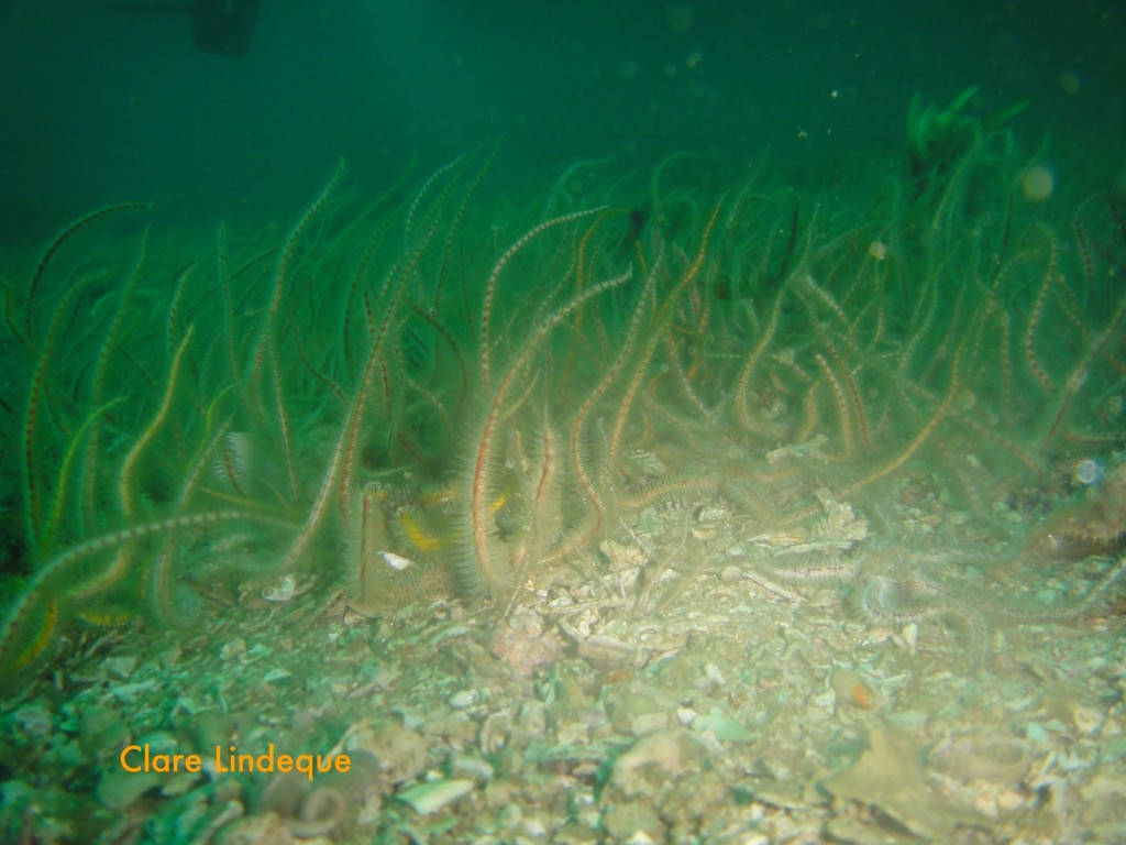 Brittlestars waving their legs in the water column