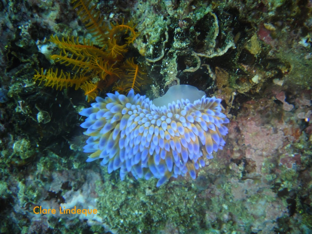 Blue gas flame nudibranch