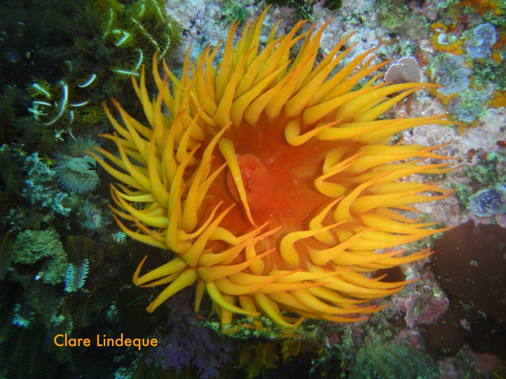 False plum anemone at A Frame