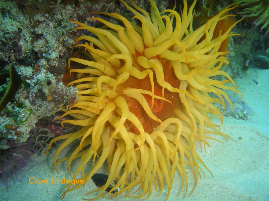 Large false plum anemone at A Frame