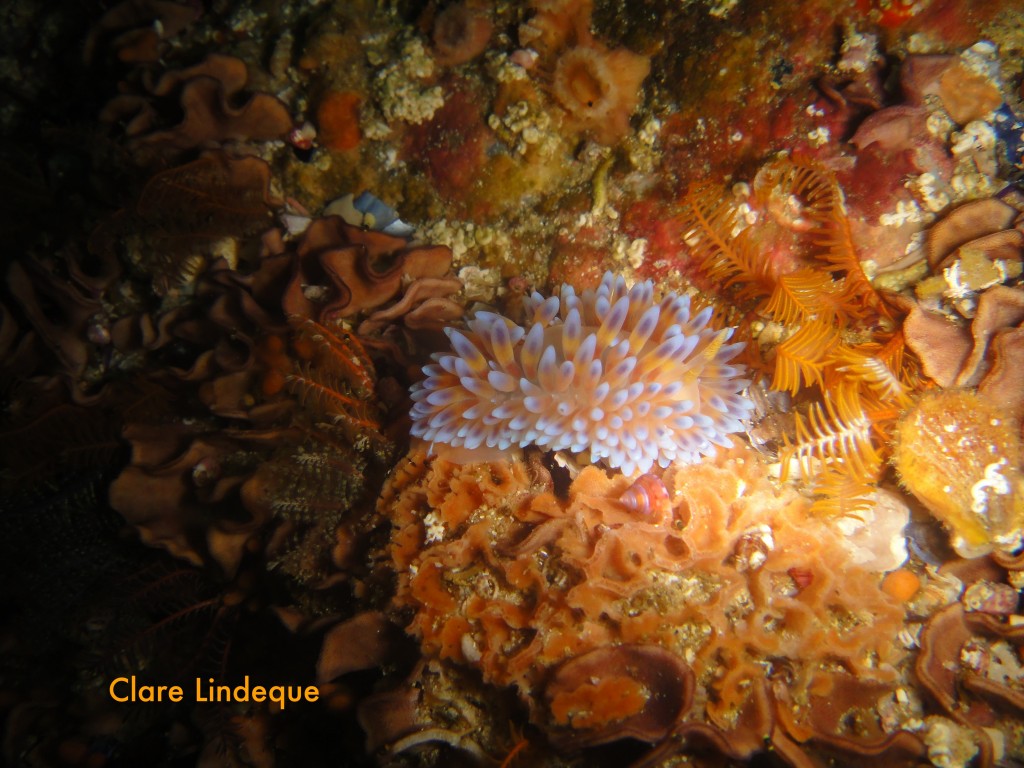 Blue gas flame nudibranch in the swim through