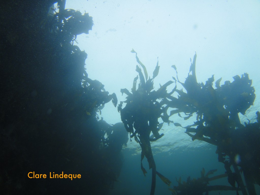 Kelp near the surface