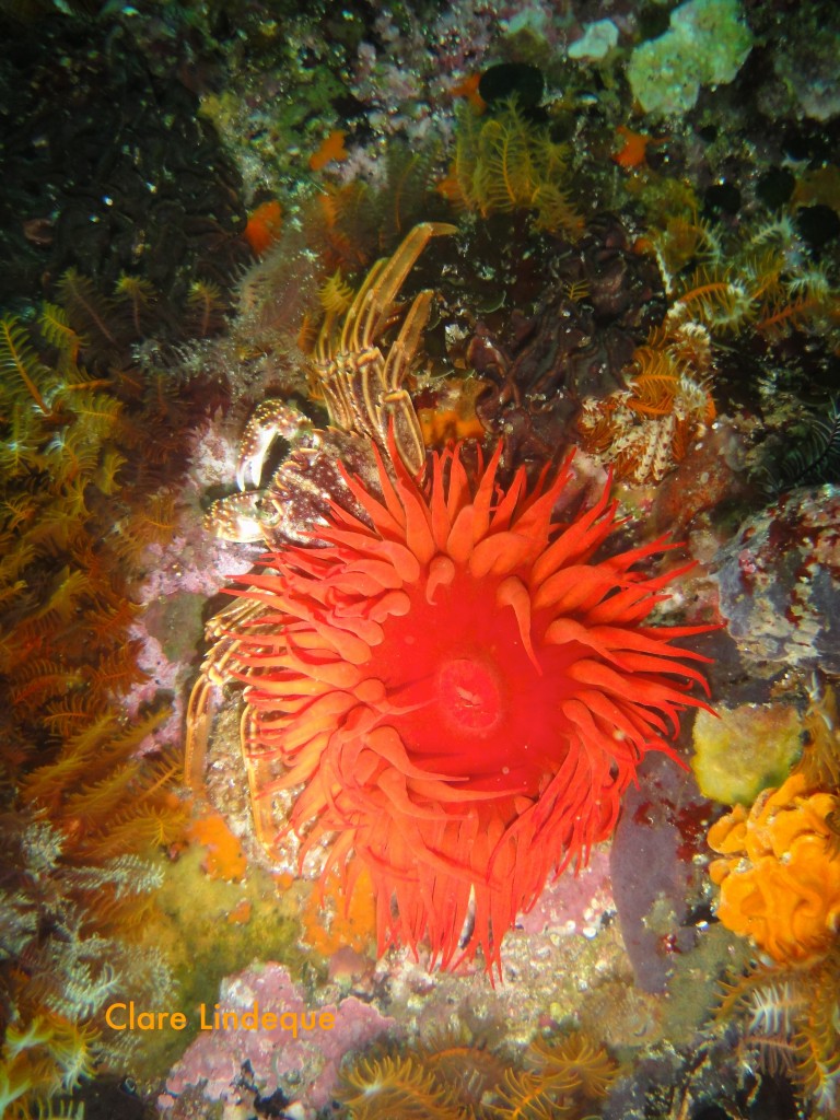 Anemone and Cape rock crab