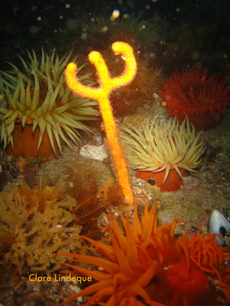 Trident-shaped baby sea fan