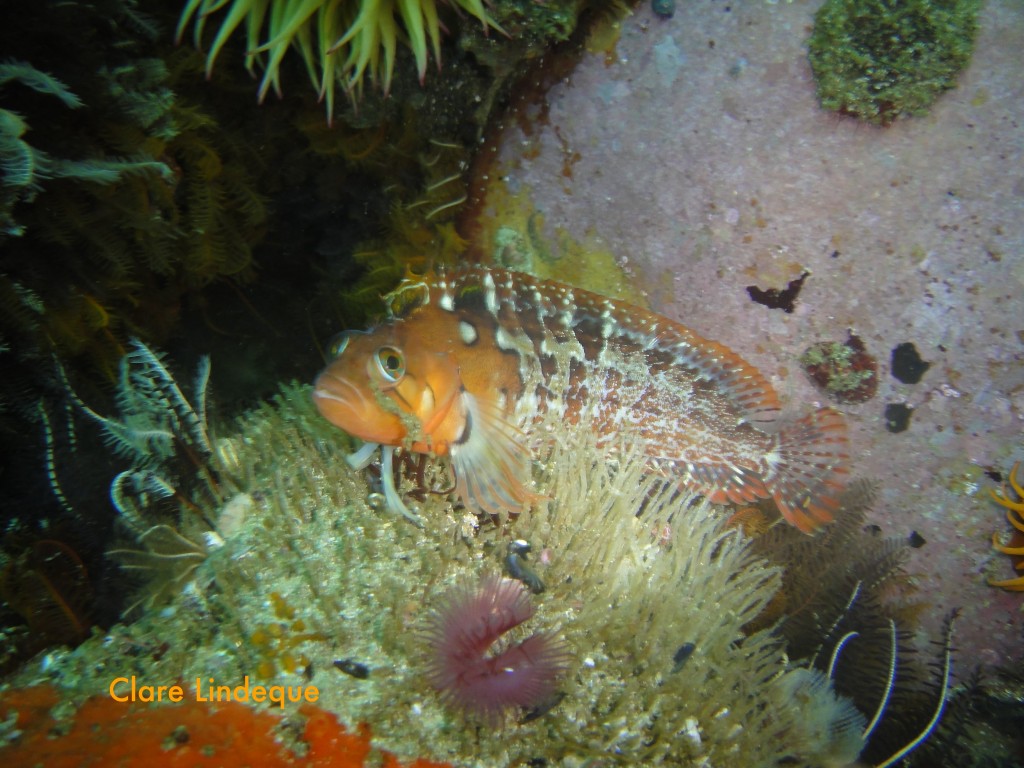 Klipfish outside the swim through