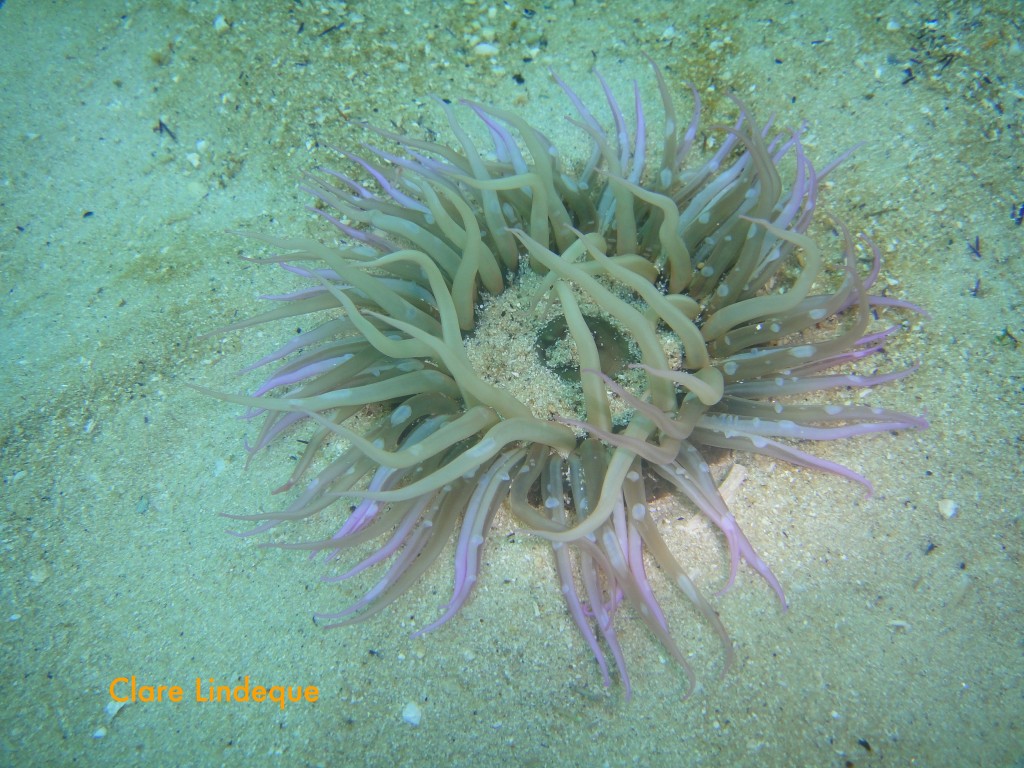 Spotty anemone on the sand