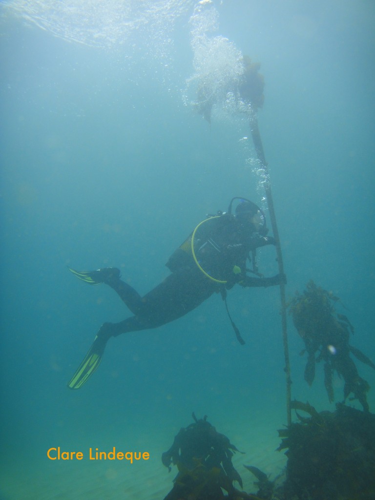 Anita on some kelp