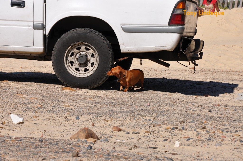 There is much of interest for a dachshund at Long Beach