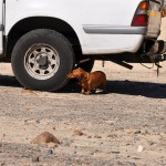 There is much of interest for a dachshund at Long Beach