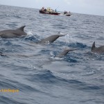 Bottlenose dolphins in Zanzibar