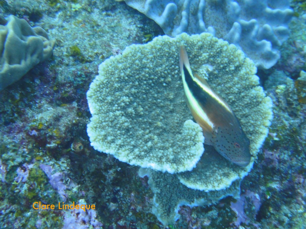 A hawkfish rests on coral