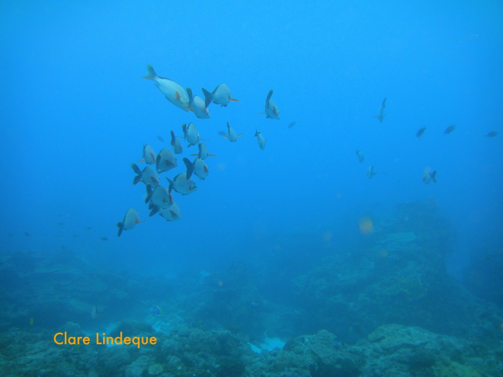 Fish over the reef