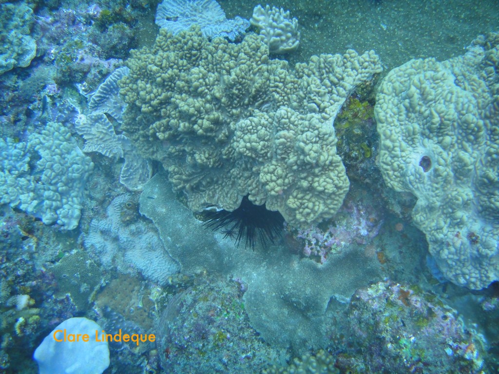 Giant urchin under leather coral