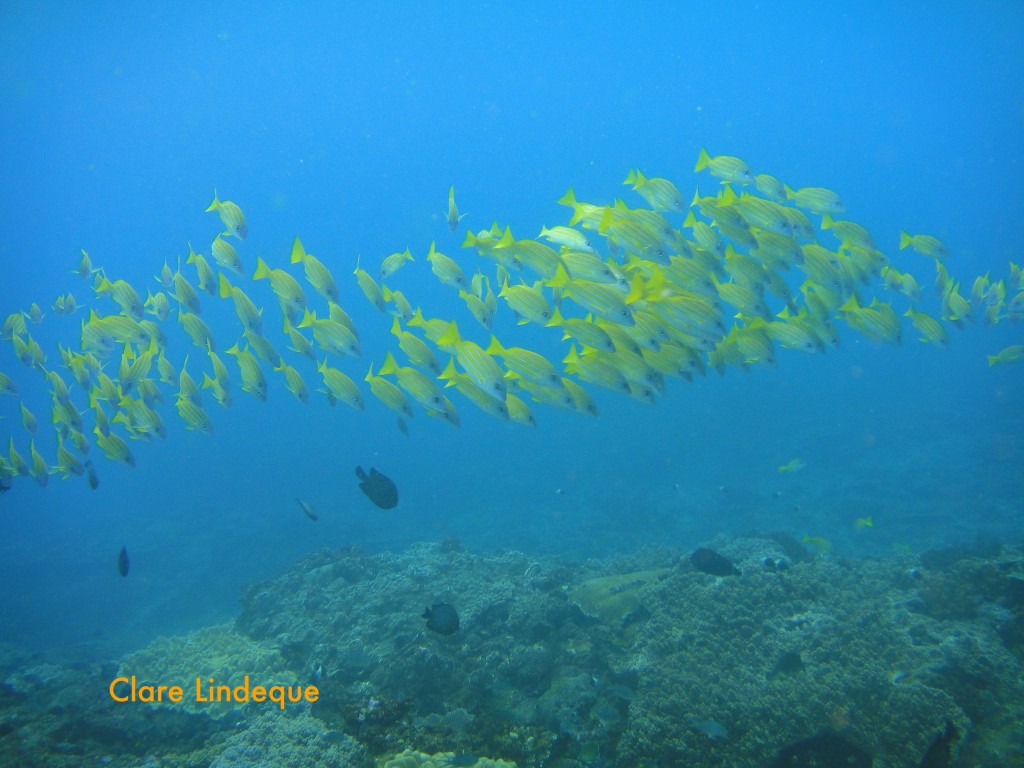 Bluebanded snapper