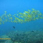 Bluebanded snapper