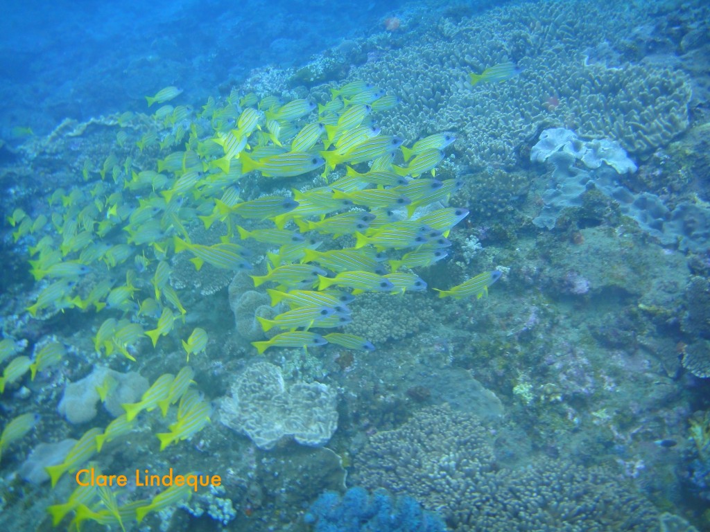 Bluebanded snapper