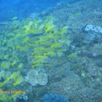 Bluebanded snapper