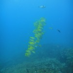 Bluebanded snapper