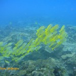 Bluebanded snapper