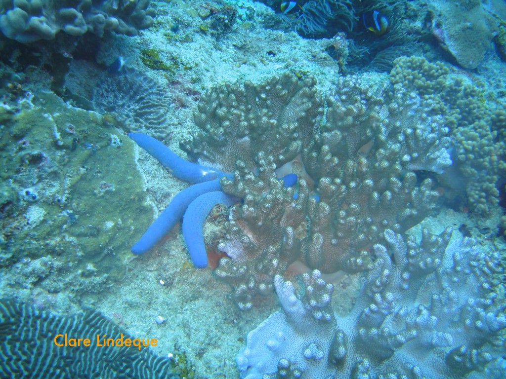 Blue sea star