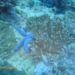 Blue sea star