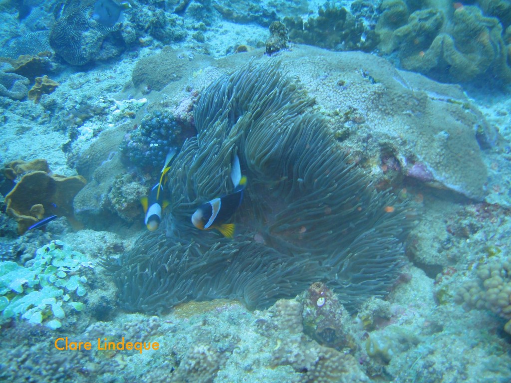 Clownfish and their anemone