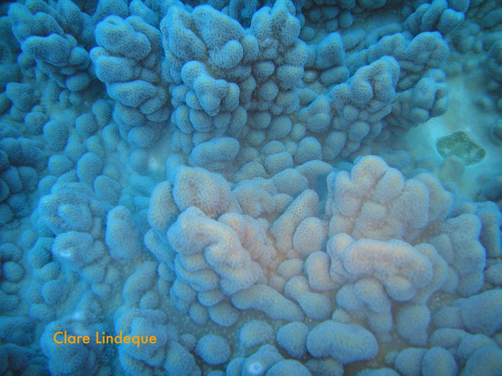 Coral close-up