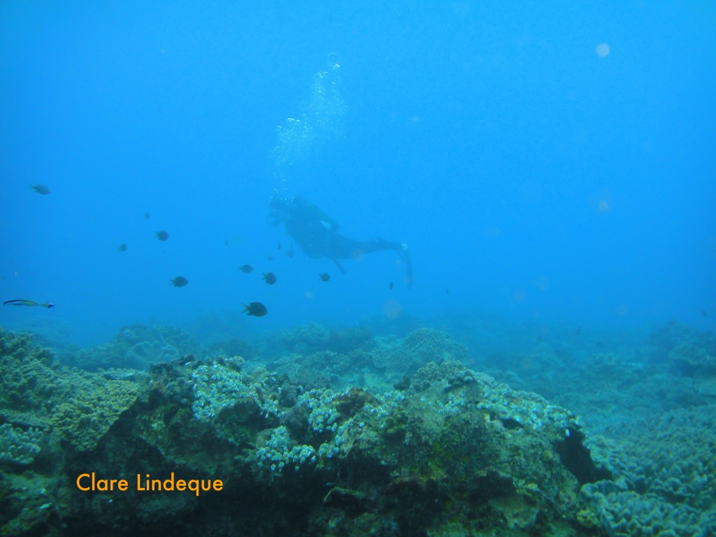 Diver, reef and fish