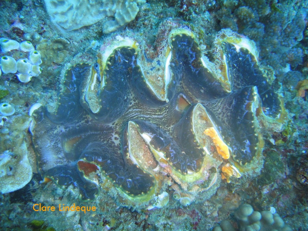 Giant clam