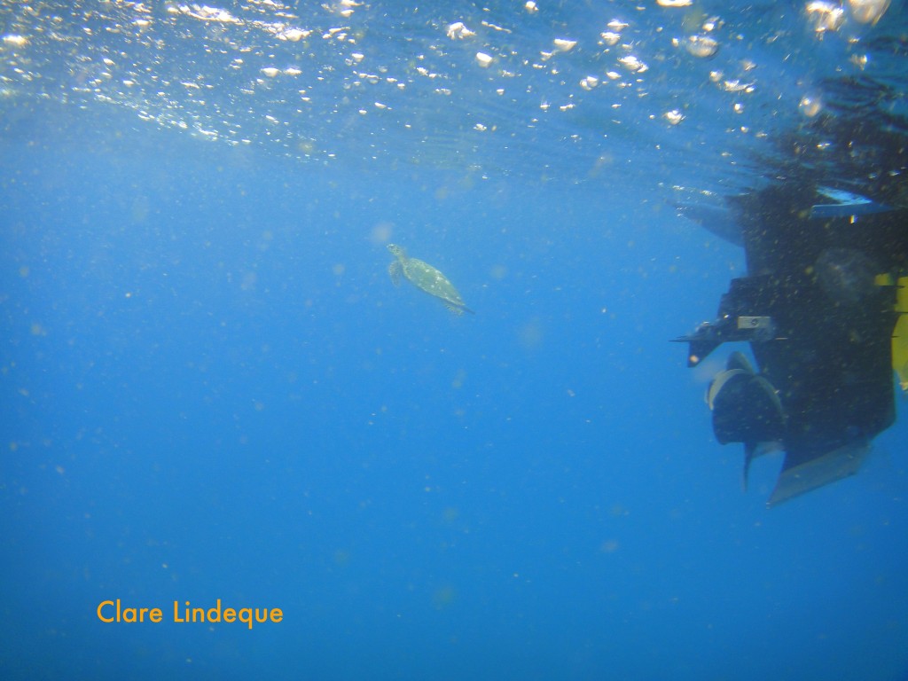 Green turtle behind the boat