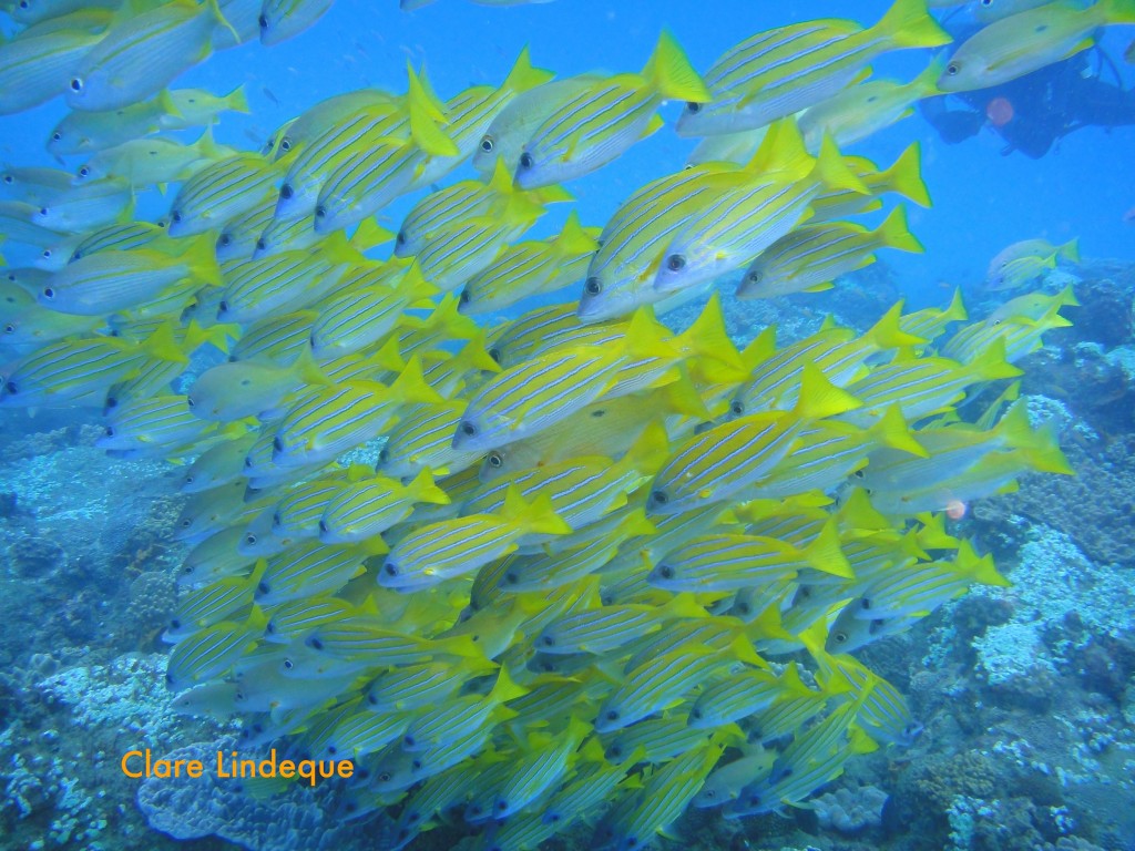 Bluebanded snapper