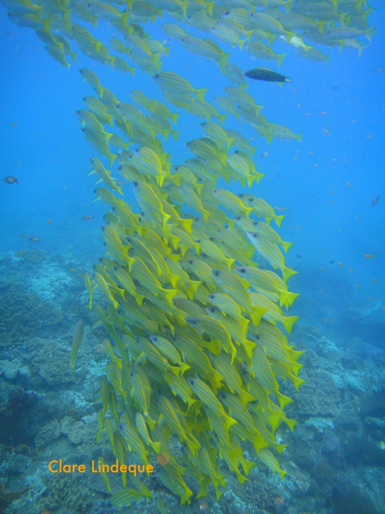 Bluebanded snapper