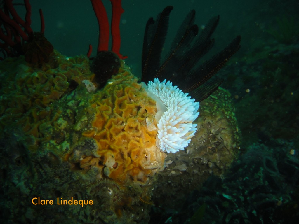 Silvertip nudibranch