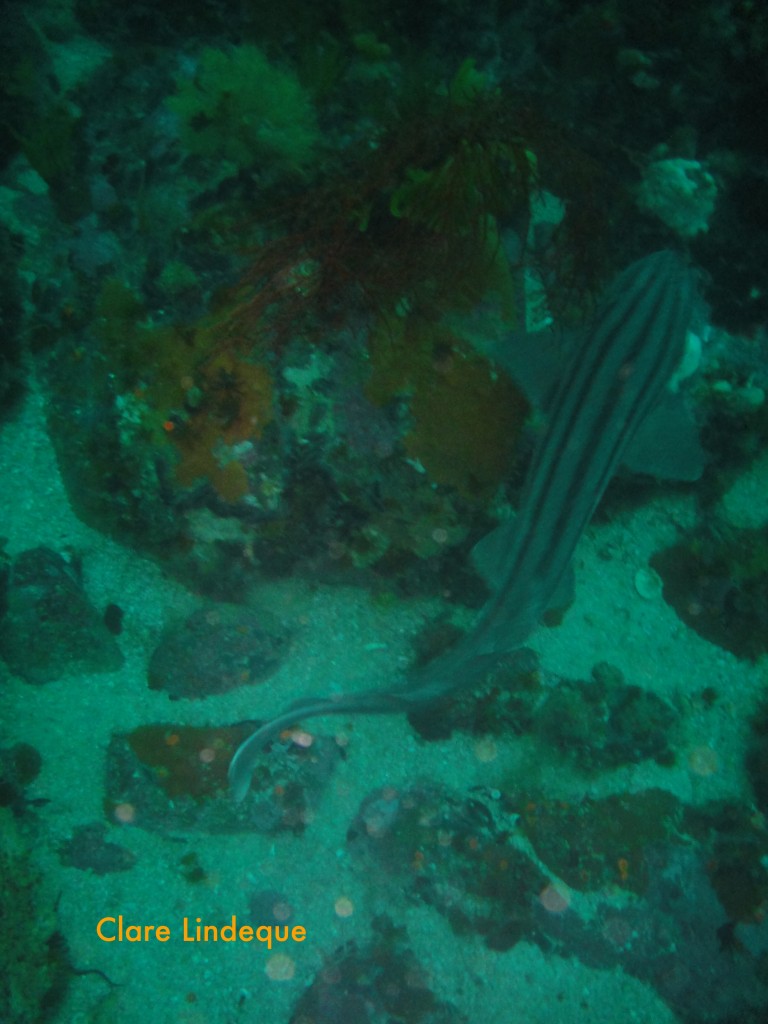 Pyjama catshark on the reef