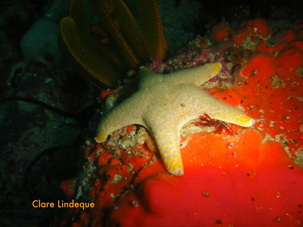 Granular sea star