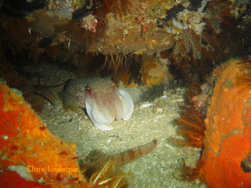 Cuttlefish in hiding