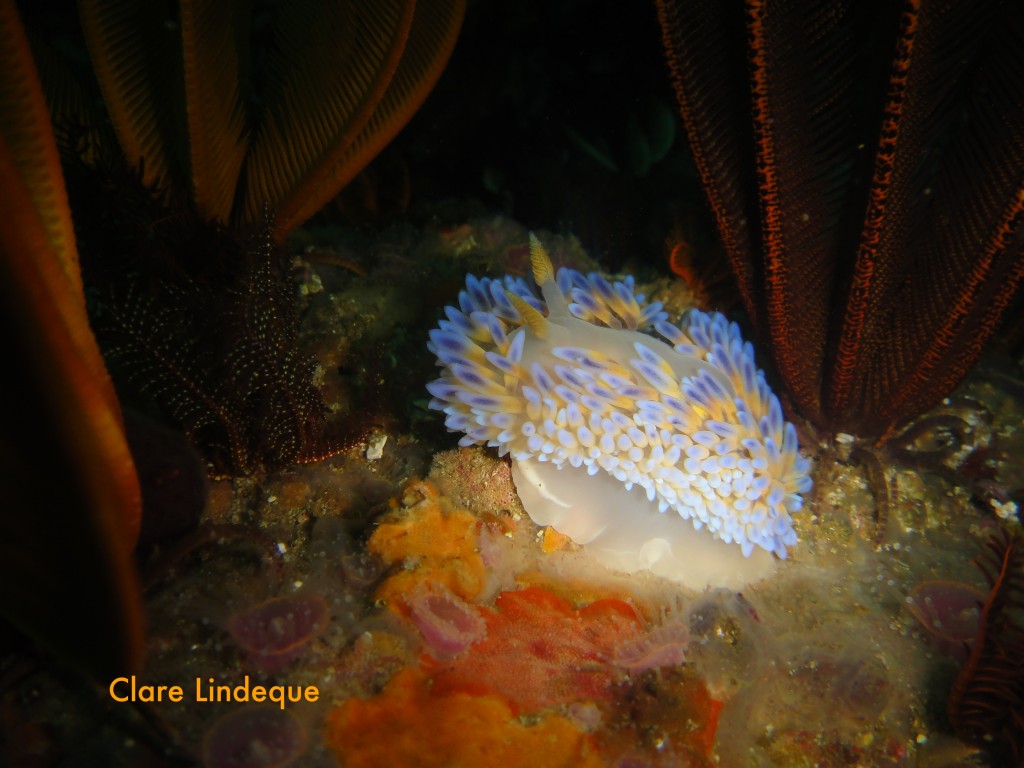 Blue gas flame nudibranch