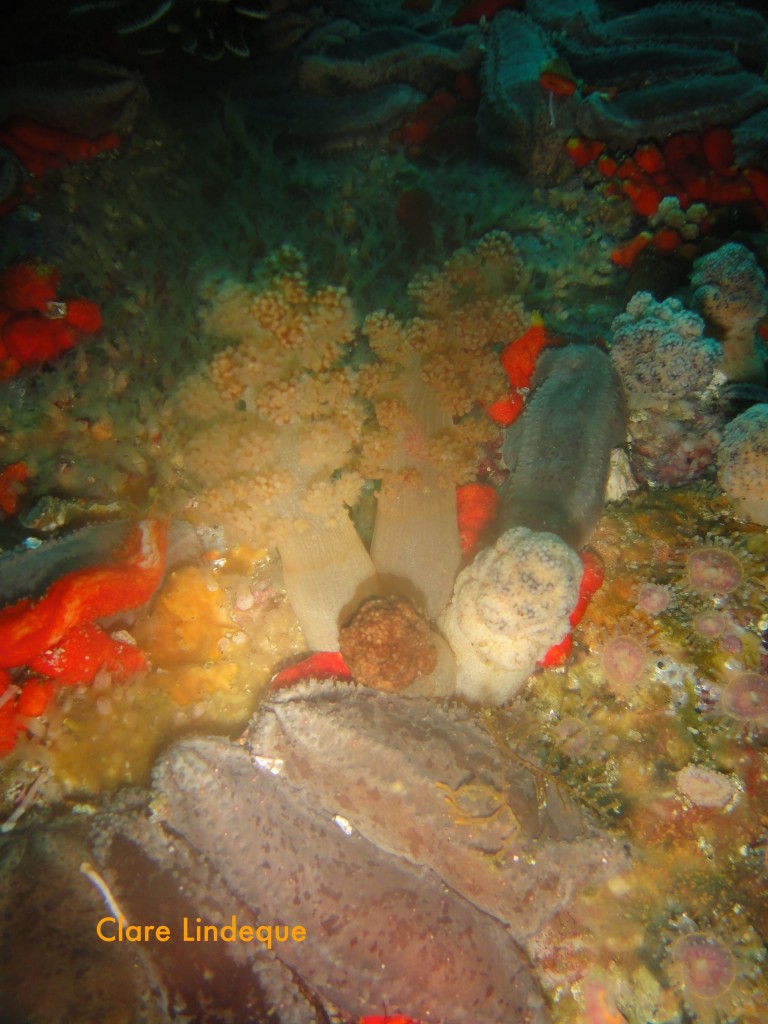 Cauliflower soft coral and mauve sea cucumbers