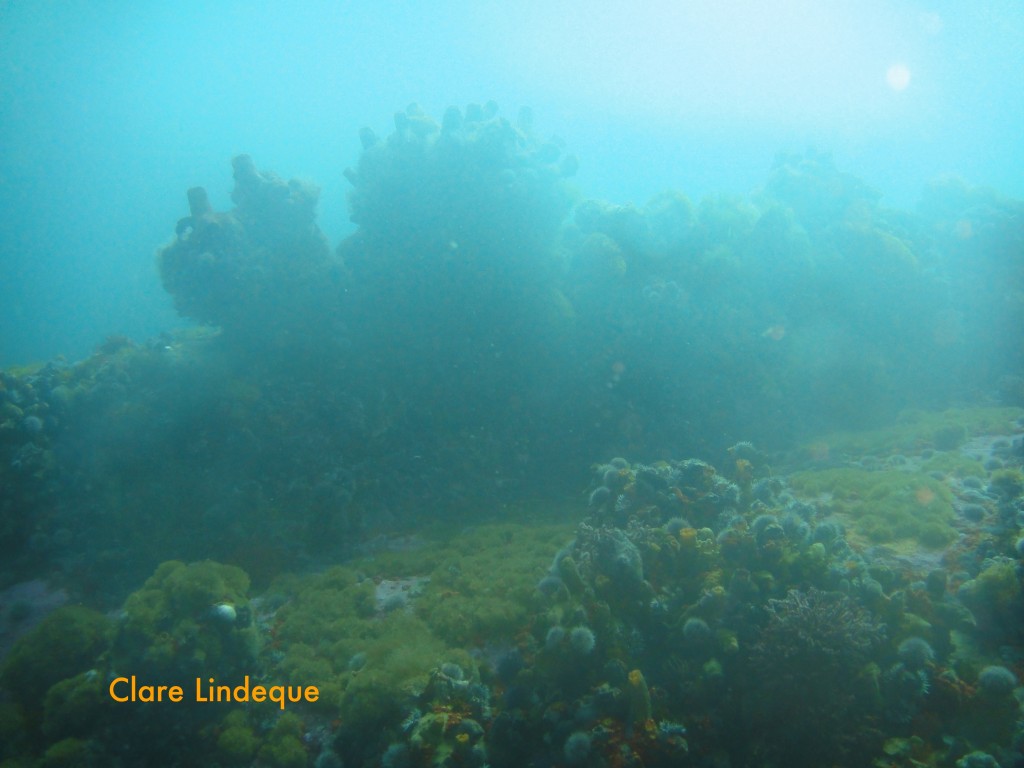 Tivoli Reef near Roman Rock