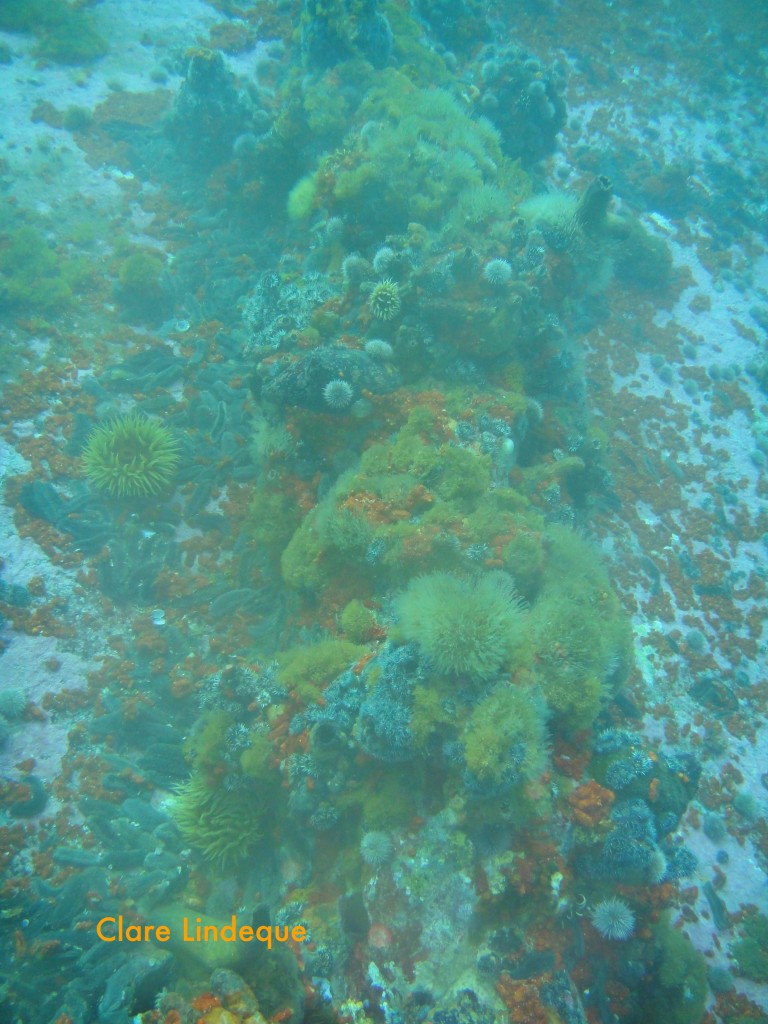 The reef has a low, rocky relief