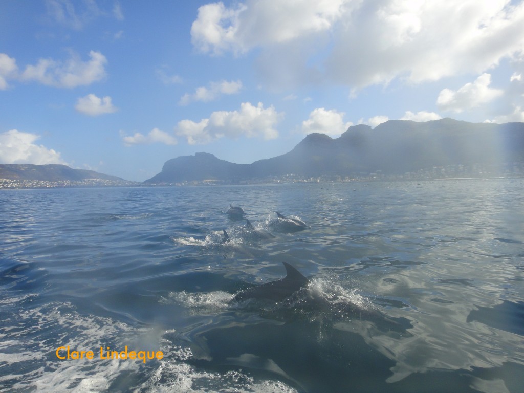 Common long beaked dolphins on the surface