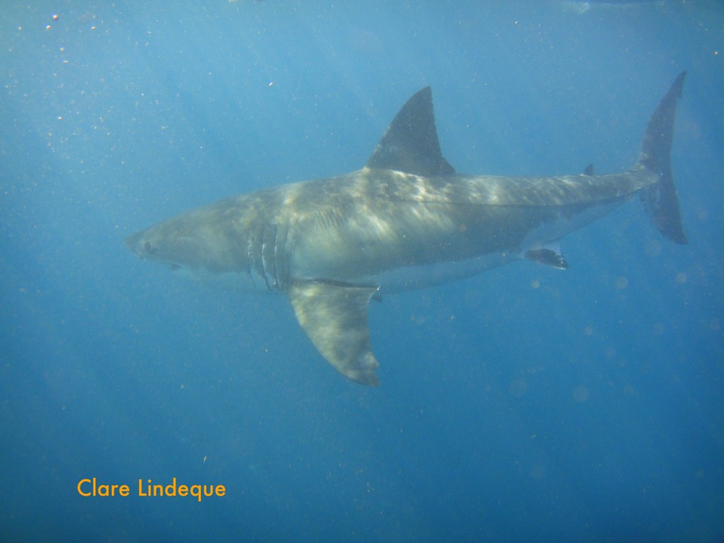 3.5 metre female great white shark