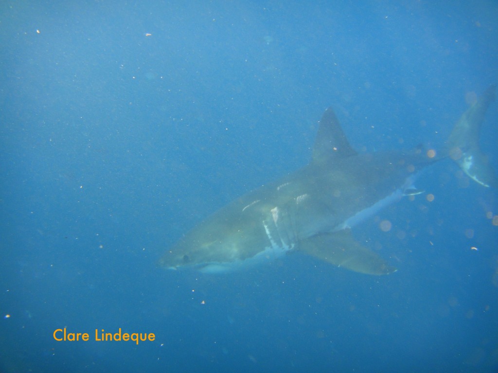 This distinctively scarred shark stayed with us for a while