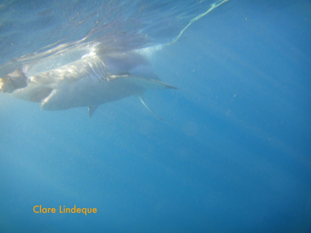 Checking out the bait on the surface