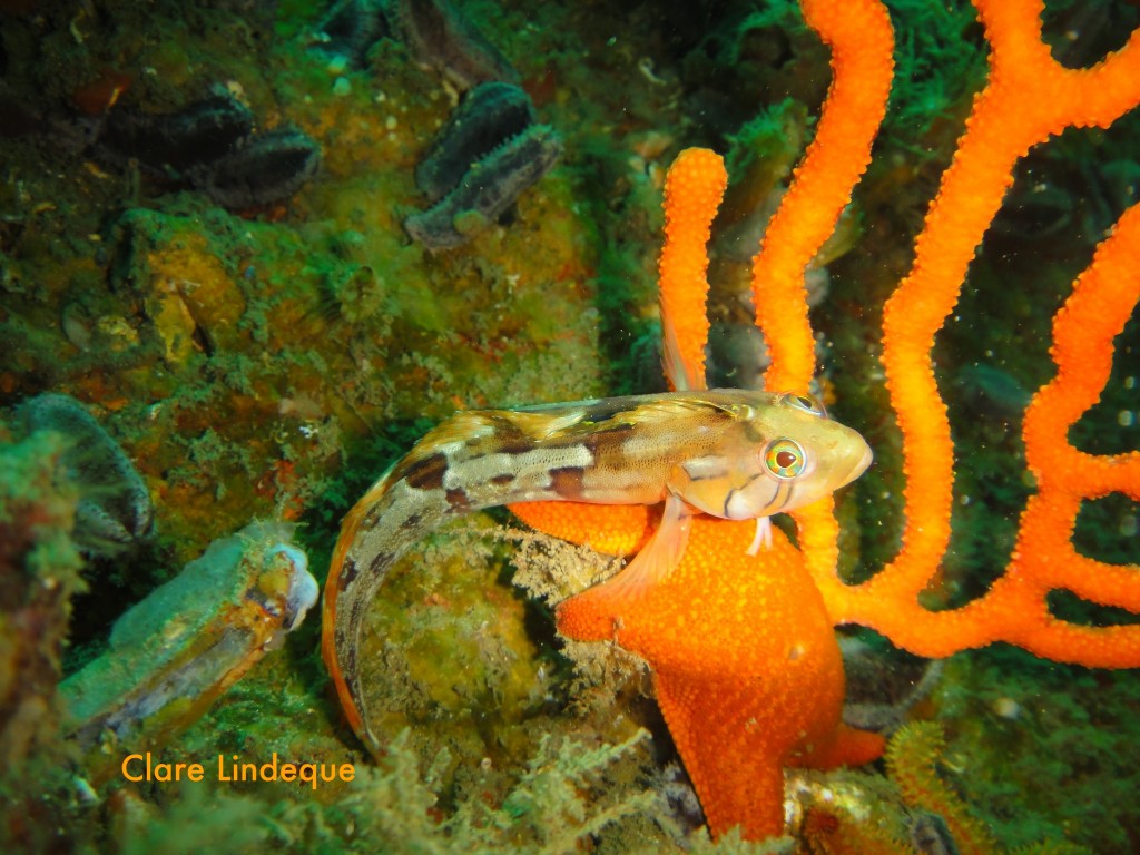 Speckled klipfish and sea fan