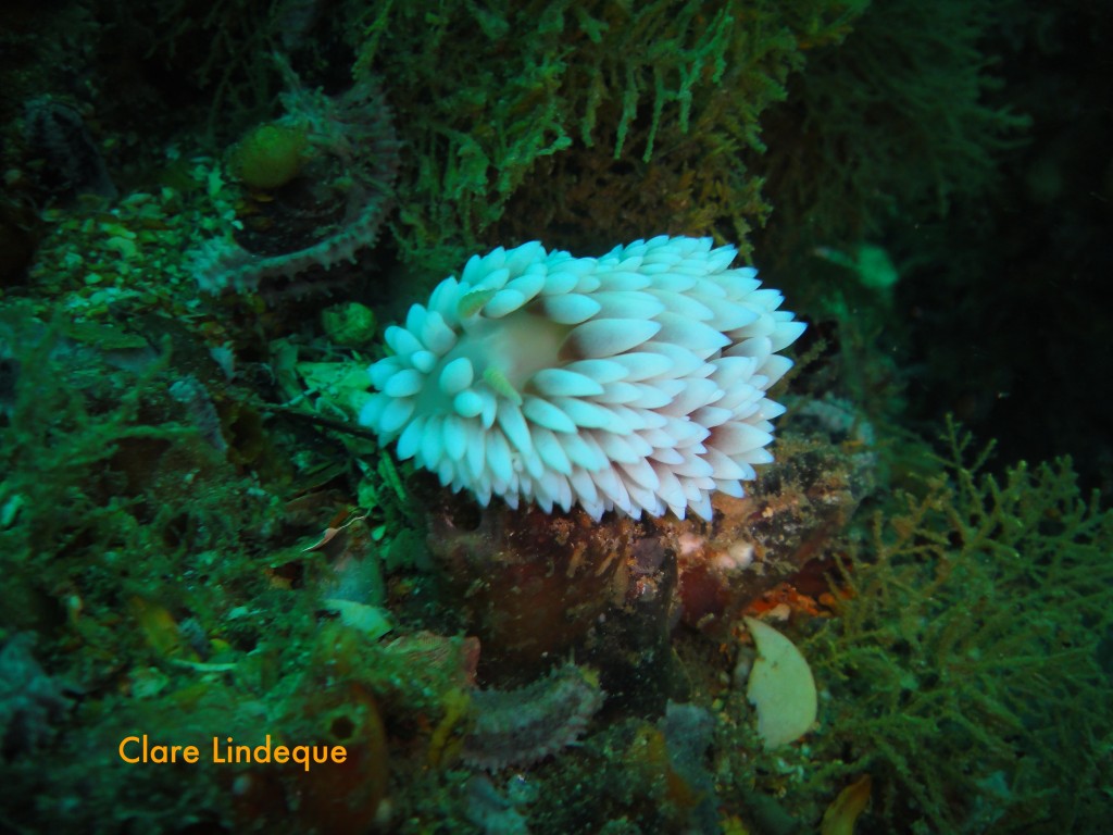 Silvertip nudibranch