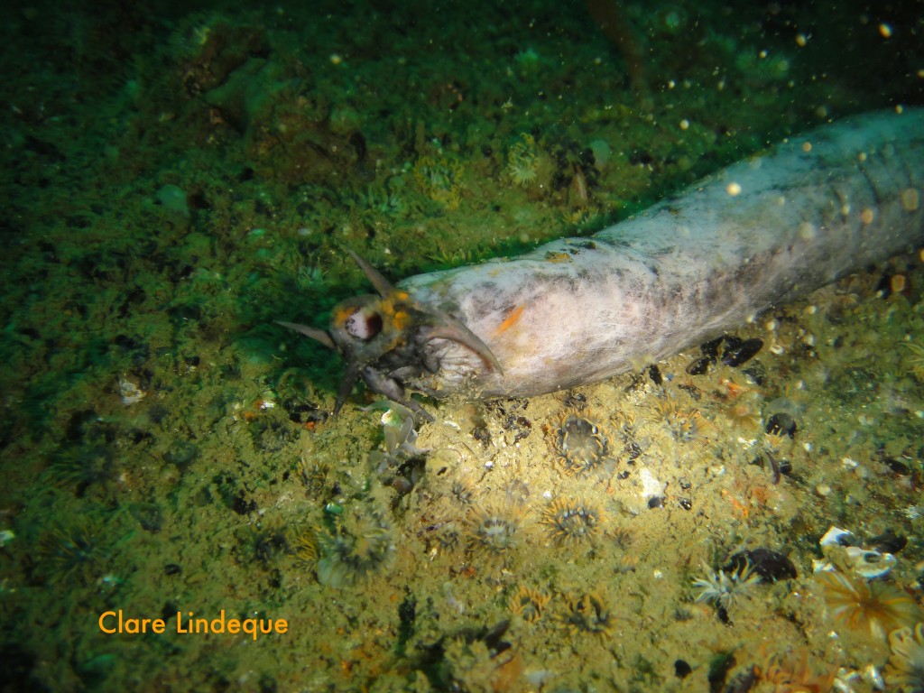 Hagfish on deck of the MV Aster