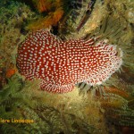 Anemone on the Aster