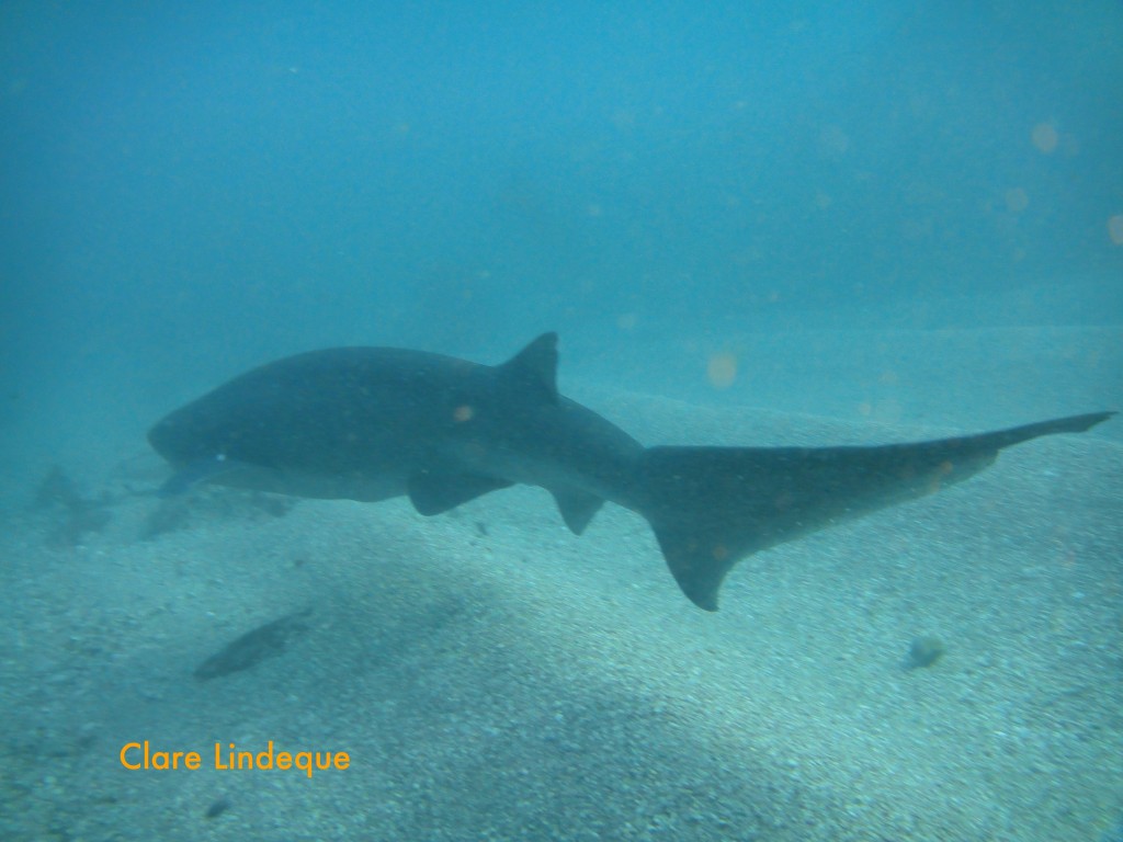 Broadnose sevengill cowshark at Shark Alley