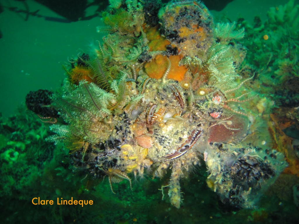 Invertebrate cluster, with brittle stars